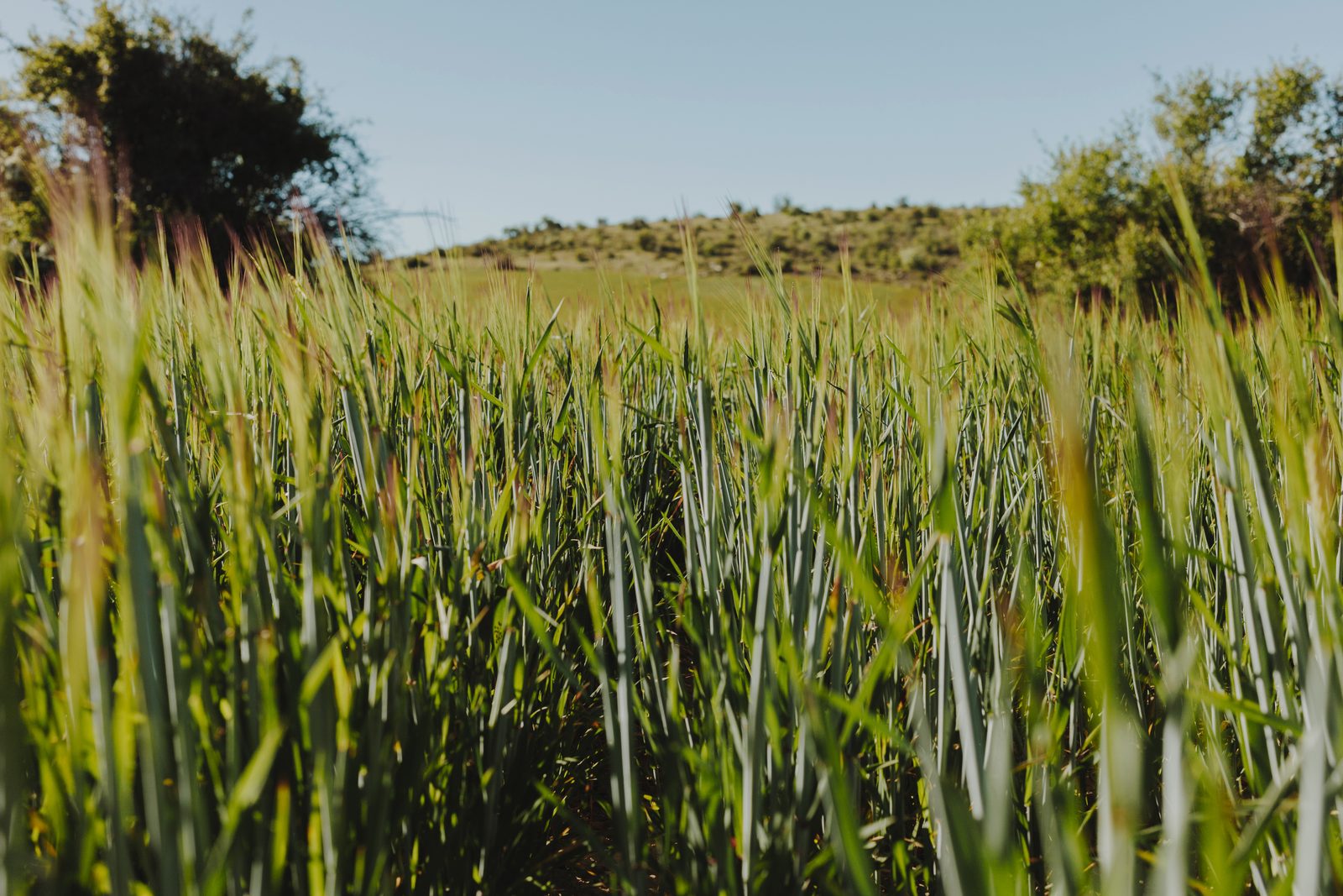 Fodder seed, Boma Rhodes