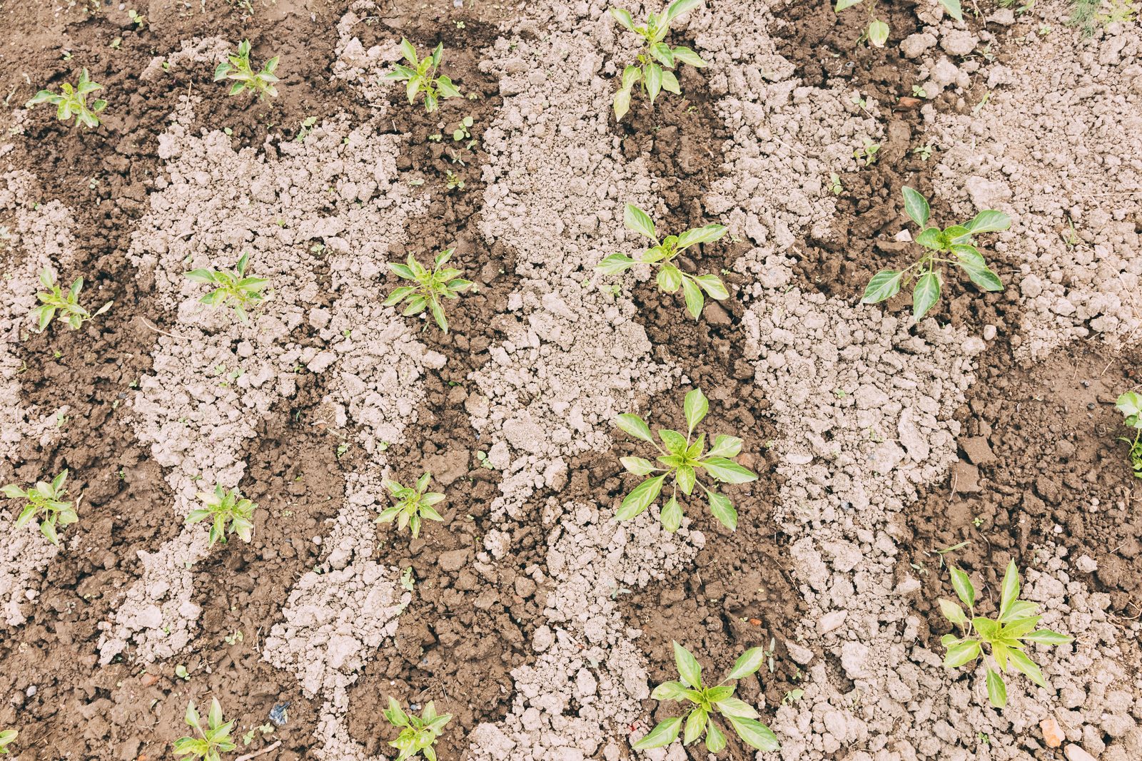 Glyphosate 480 SL
